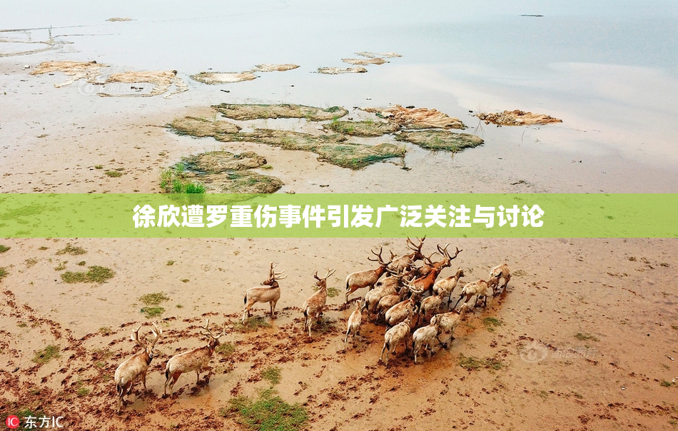 徐欣遭罗重伤事件引发广泛关注与讨论