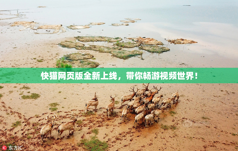 快猫网页版全新上线，带你畅游视频世界！