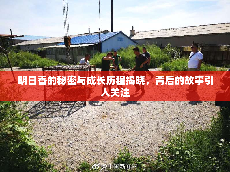明日香的秘密与成长历程揭晓，背后的故事引人关注