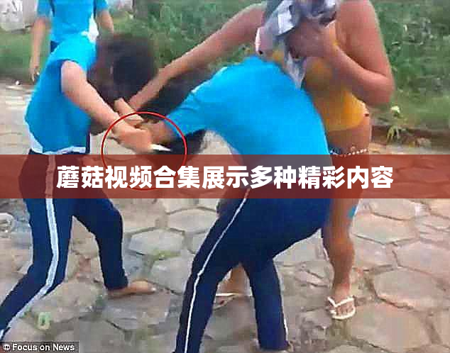 蘑菇视频合集展示多种精彩内容