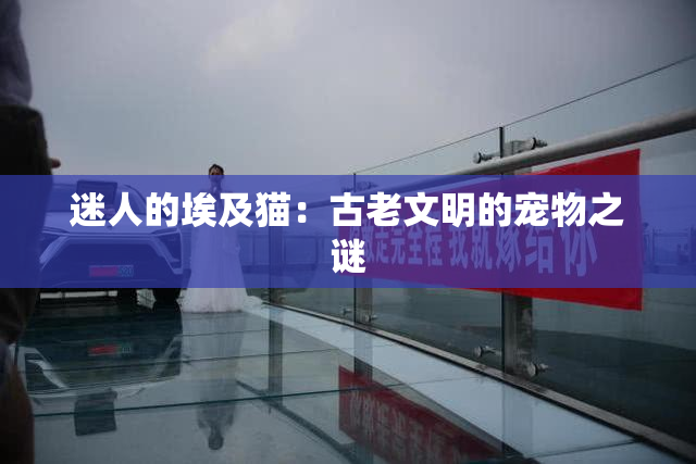 迷人的埃及猫：古老文明的宠物之谜