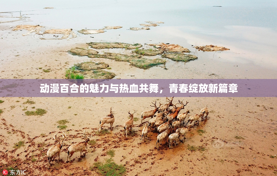 动漫百合的魅力与热血共舞，青春绽放新篇章