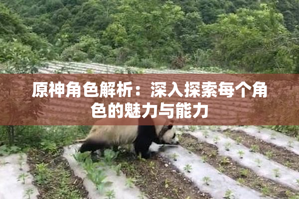 原神角色解析：深入探索每个角色的魅力与能力