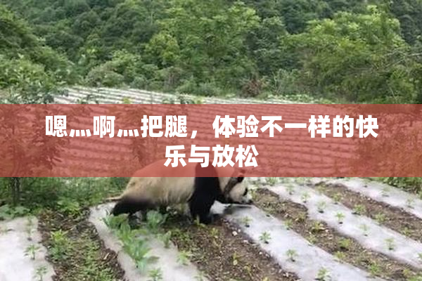 嗯灬啊灬把腿，体验不一样的快乐与放松