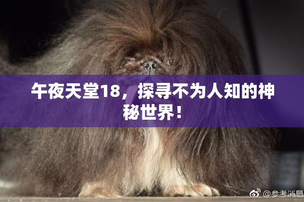 午夜天堂18，探寻不为人知的神秘世界！
