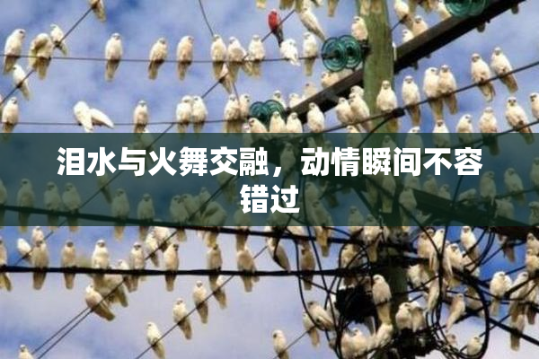 泪水与火舞交融，动情瞬间不容错过