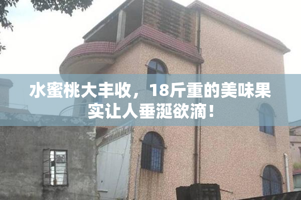 水蜜桃大丰收，18斤重的美味果实让人垂涎欲滴！
