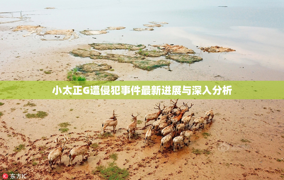 小太正G遭侵犯事件最新进展与深入分析