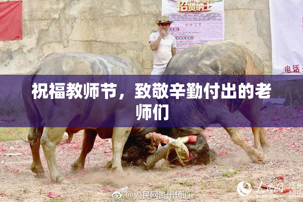 祝福教师节，致敬辛勤付出的老师们