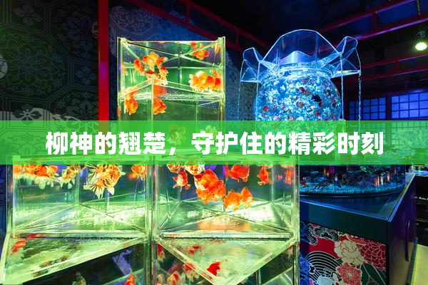 柳神的翘楚，守护住的精彩时刻