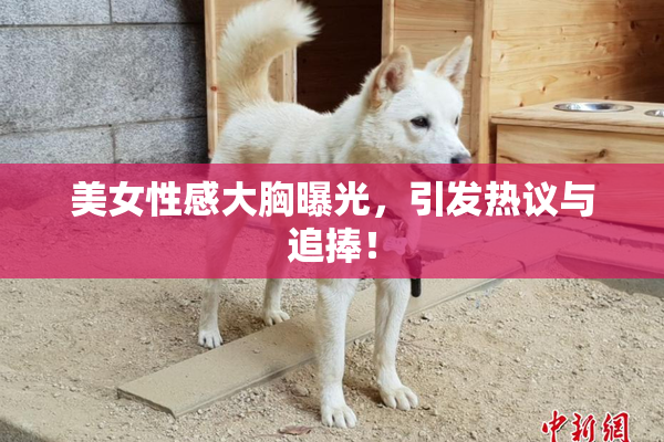 美女性感大胸曝光，引发热议与追捧！