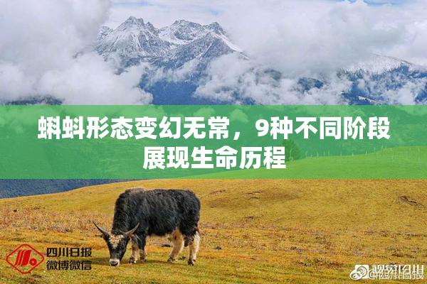 蝌蚪形态变幻无常，9种不同阶段展现生命历程