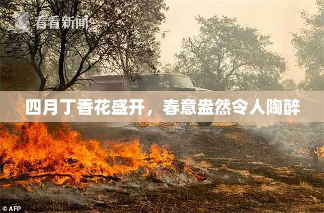 四月丁香花盛开，春意盎然令人陶醉