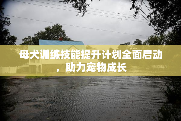 母犬训练技能提升计划全面启动，助力宠物成长
