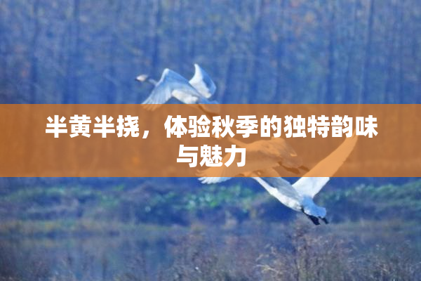 半黄半挠，体验秋季的独特韵味与魅力