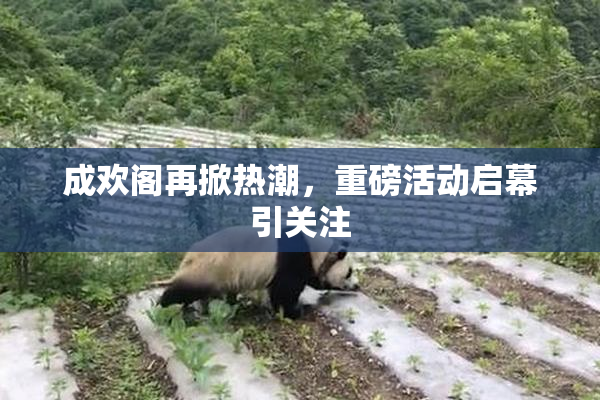 成欢阁再掀热潮，重磅活动启幕引关注