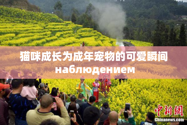 猫咪成长为成年宠物的可爱瞬间 наблюдением