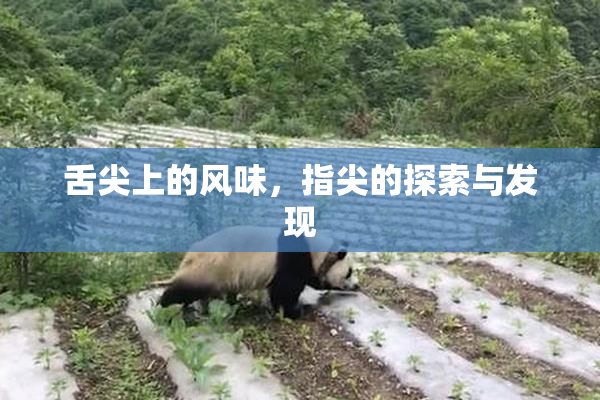 舌尖上的风味，指尖的探索与发现