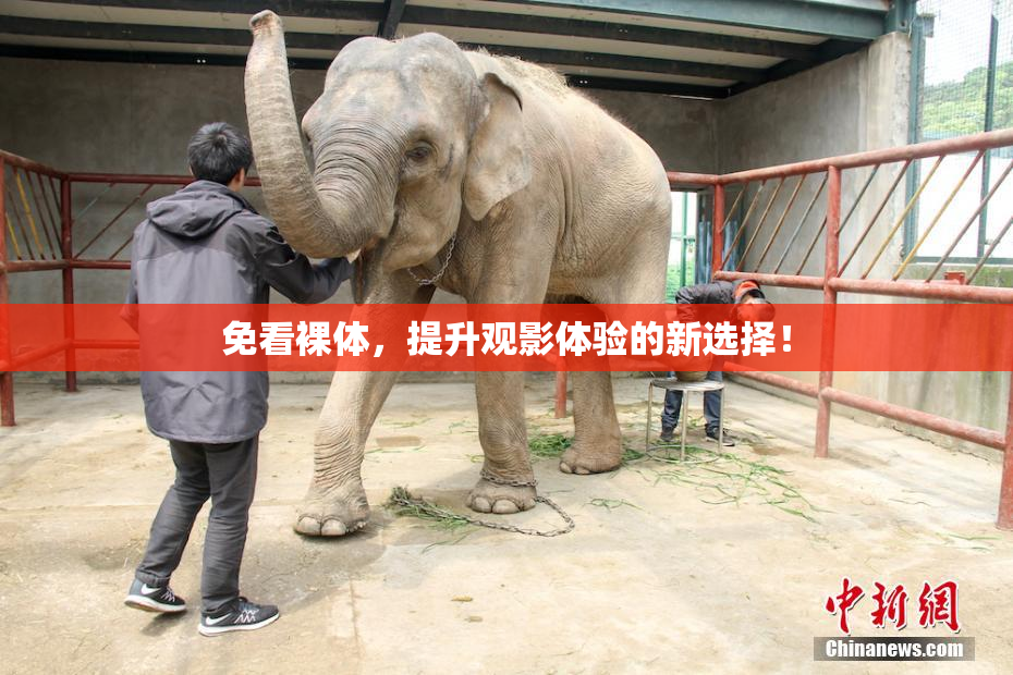 免看裸体，提升观影体验的新选择！
