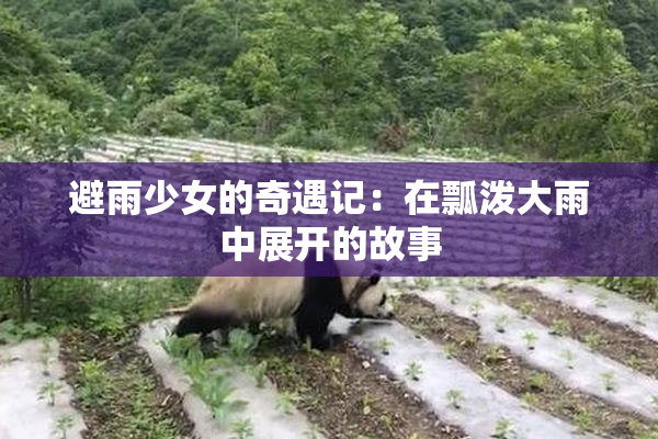 避雨少女的奇遇记：在瓢泼大雨中展开的故事