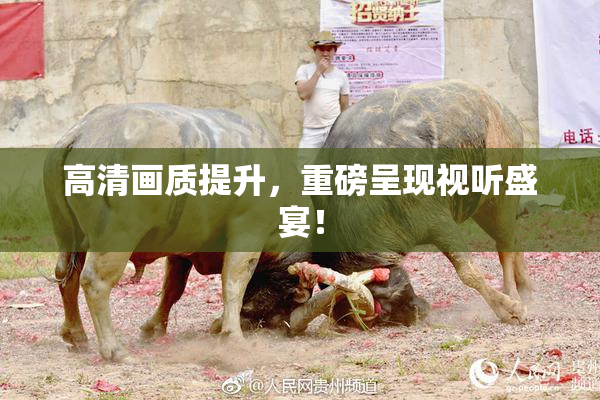 高清画质提升，重磅呈现视听盛宴！