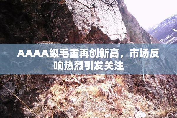 AAAA级毛重再创新高，市场反响热烈引发关注