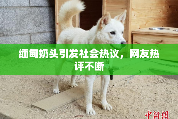 缅甸奶头引发社会热议，网友热评不断