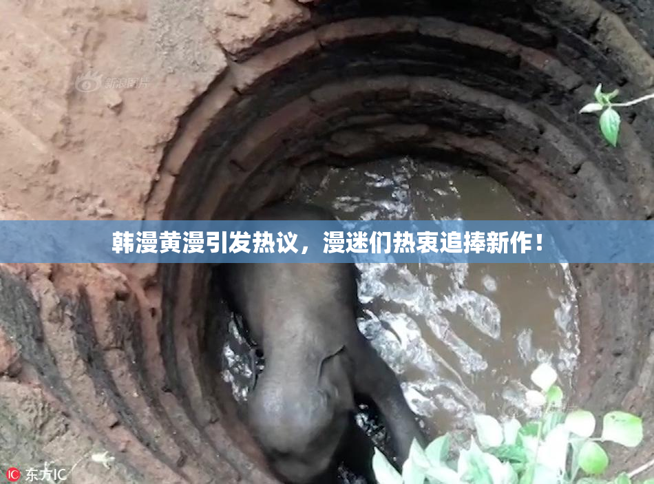 韩漫黄漫引发热议，漫迷们热衷追捧新作！