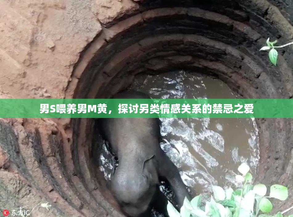 男S喂养男M黄，探讨另类情感关系的禁忌之爱