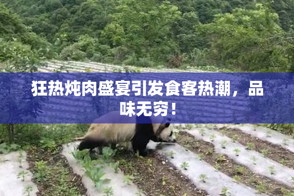 狂热炖肉盛宴引发食客热潮，品味无穷！