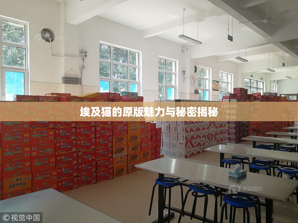 埃及猫的原版魅力与秘密揭秘
