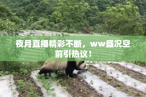 夜月直播精彩不断，ww盛况空前引热议！