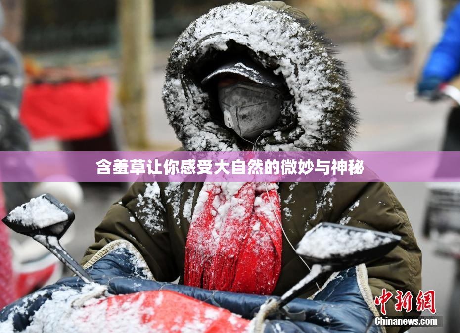 含羞草让你感受大自然的微妙与神秘