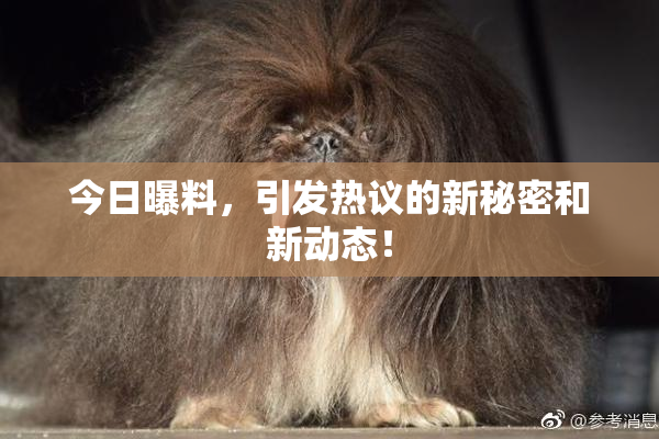 今日曝料，引发热议的新秘密和新动态！