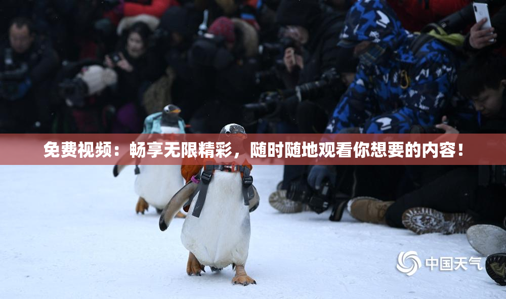 免费视频：畅享无限精彩，随时随地观看你想要的内容！
