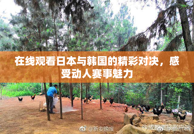 在线观看日本与韩国的精彩对决，感受动人赛事魅力