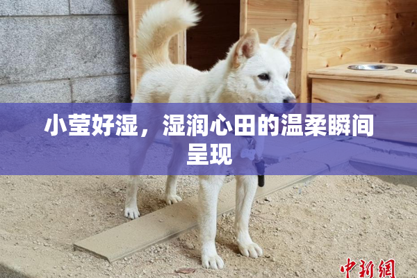 小莹好湿，湿润心田的温柔瞬间呈现