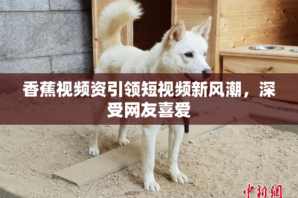 香蕉视频资引领短视频新风潮，深受网友喜爱
