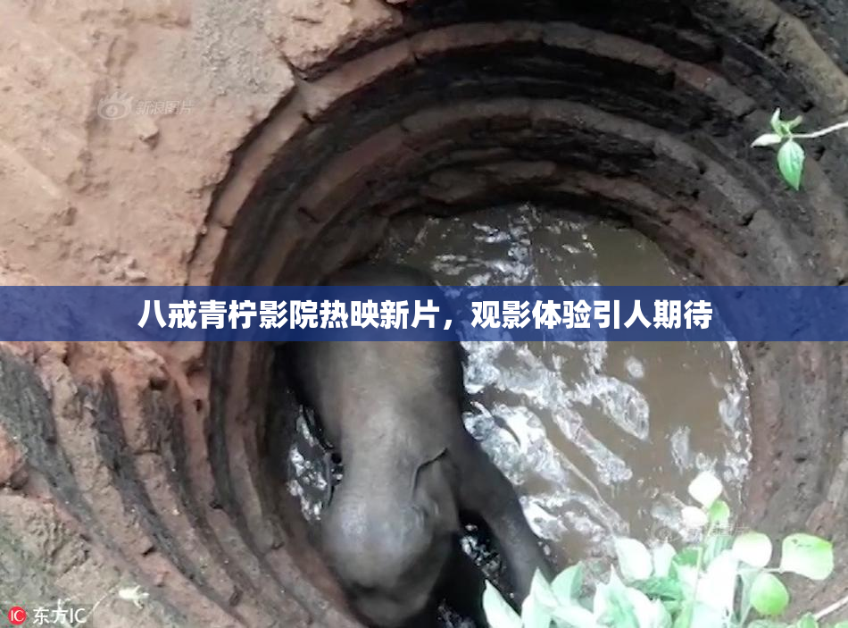 八戒青柠影院热映新片，观影体验引人期待