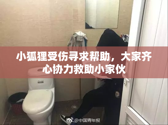 小狐狸受伤寻求帮助，大家齐心协力救助小家伙