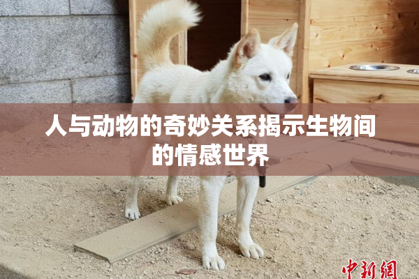 人与动物的奇妙关系揭示生物间的情感世界