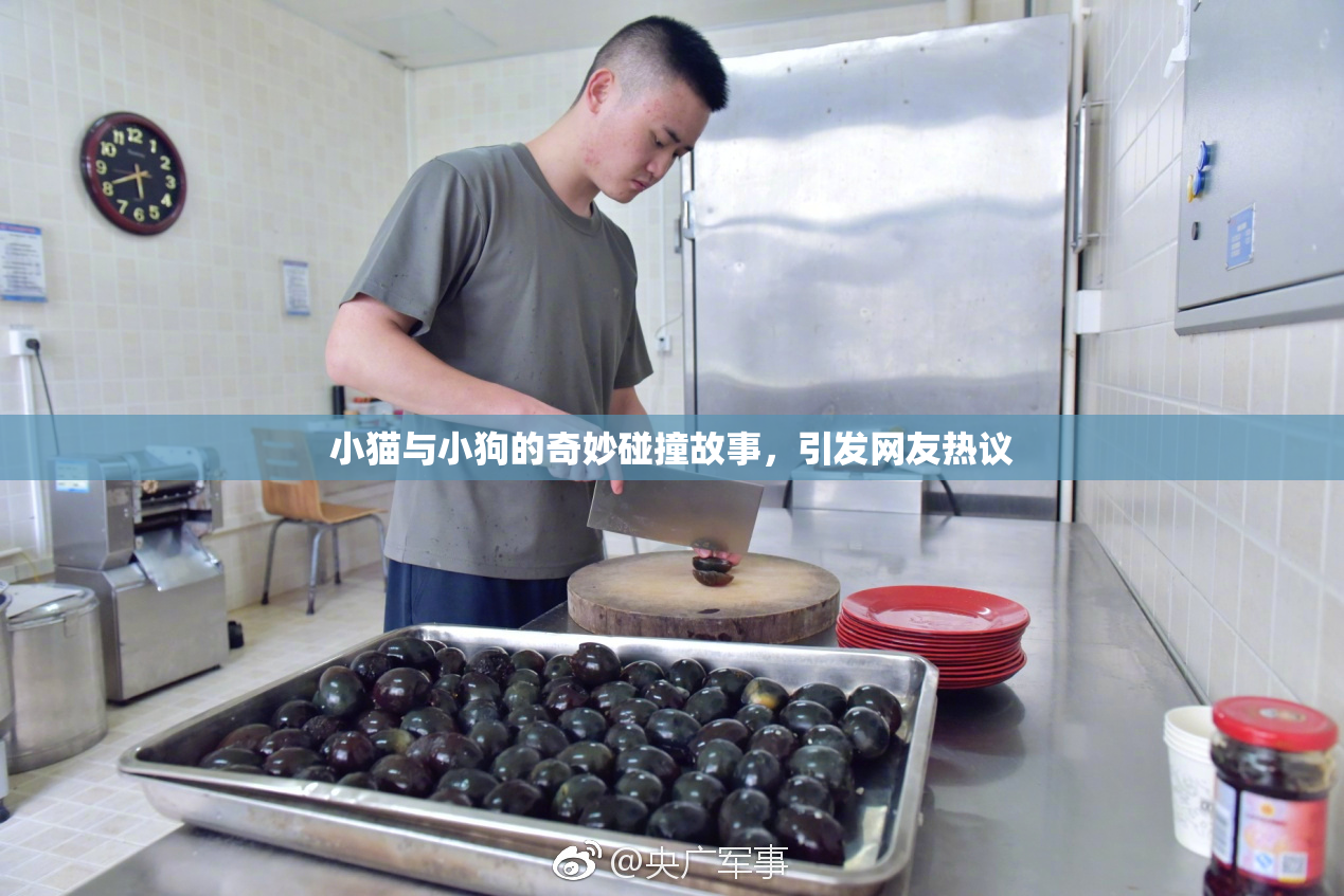 小猫与小狗的奇妙碰撞故事，引发网友热议