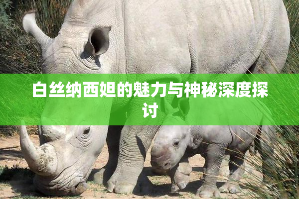 白丝纳西妲的魅力与神秘深度探讨
