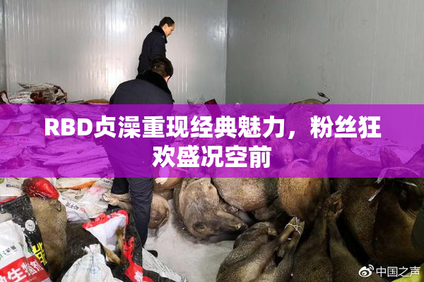 RBD贞澡重现经典魅力，粉丝狂欢盛况空前
