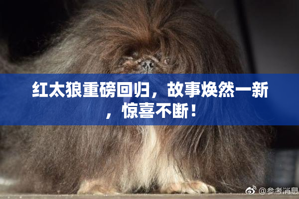 红太狼重磅回归，故事焕然一新，惊喜不断！