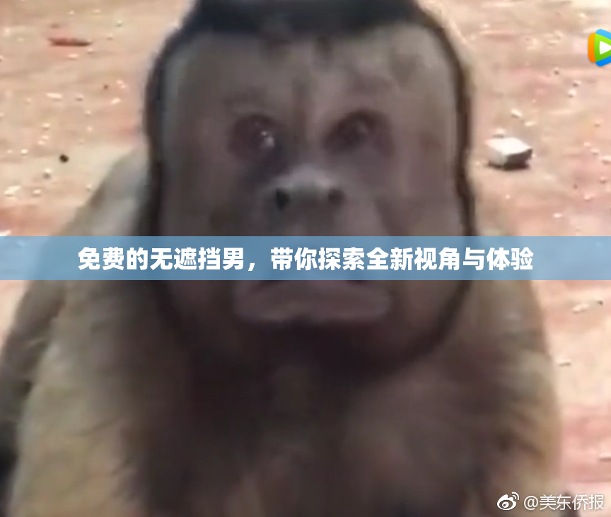 免费的无遮挡男，带你探索全新视角与体验
