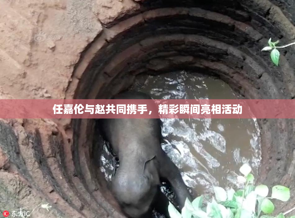 任嘉伦与赵共同携手，精彩瞬间亮相活动