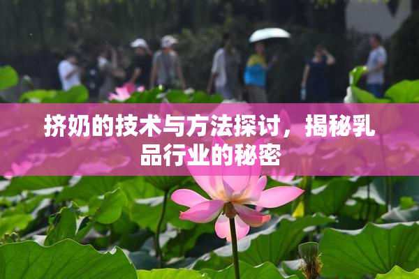 挤奶的技术与方法探讨，揭秘乳品行业的秘密