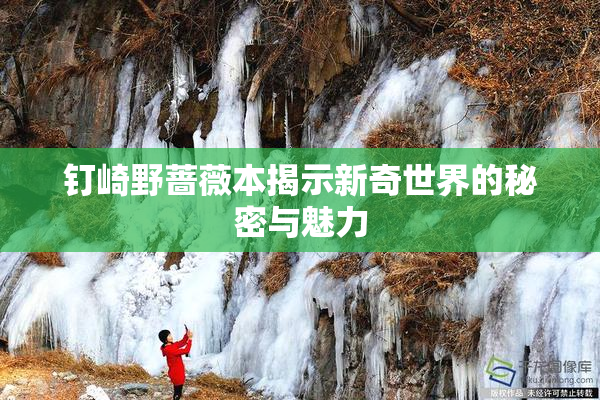 钉崎野蔷薇本揭示新奇世界的秘密与魅力