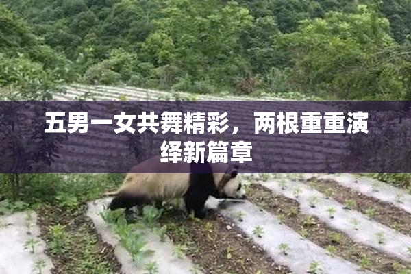 五男一女共舞精彩，两根重重演绎新篇章